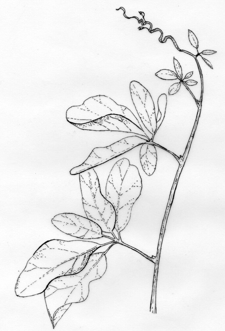 Dug up some old botanical drawings